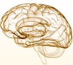 Cerebro e Encefalo contorno a mão, desenho ilustrativo