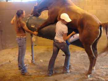 veterinario-inseminacao-artificial-cavalo-pior-trabalho-emprego