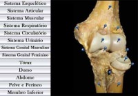 Atlas de Anatomia GRATIS em PORTUGUES pela Internet – Fotografia de pecas e dissecacao