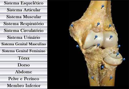 Atlas de Anatomia GRATIS em PORTUGUES pela Internet - Fotografia de peças de dissecção