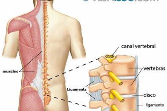 Conhecer a anatomia da coluna vertebral e dos nervos que emergem da coluna é fundamental para identificar as causas de ciatalgia