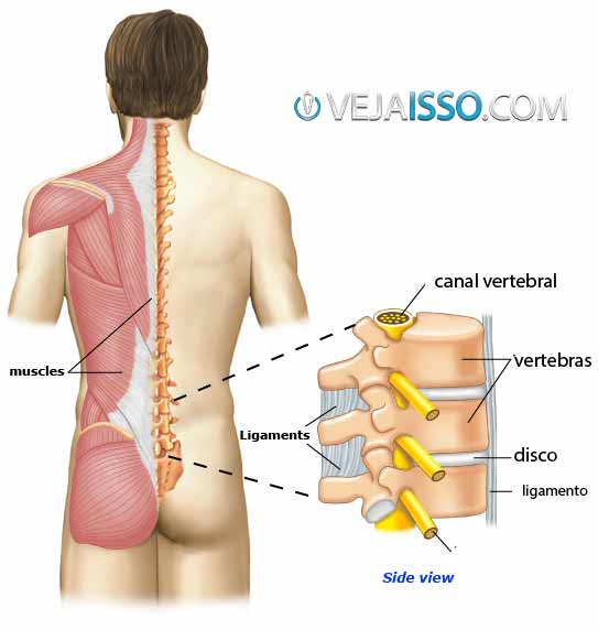 Conhecer a anatomia da coluna vertebral e dos nervos que emergem da coluna é fundamental para identificar as causas de ciatalgia